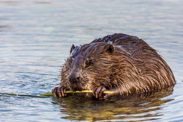 Eurasian beaver or European beaver (Castor fiber) eating bark of branch in river Neue Donau (New Danube) Wien, Vienna Wien Austria 22. Donaustadt