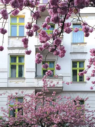 Flowering Japanese ornamental cherries Prunus Serrulata in Käthe Niederkirchner Straße in Berlin Prenzlauer Berg, Germany, Europe, 03 05 2021
