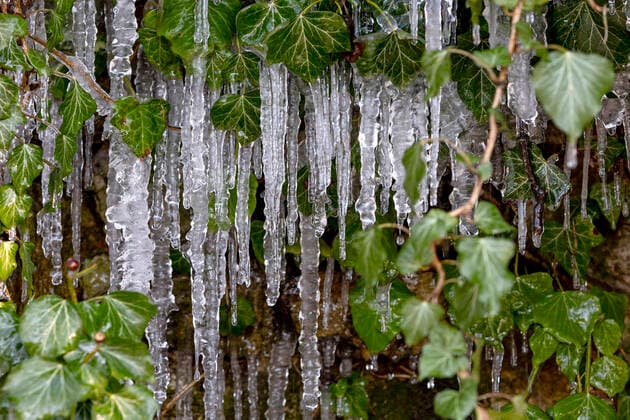 Ivy with icicles in winter 1065524948