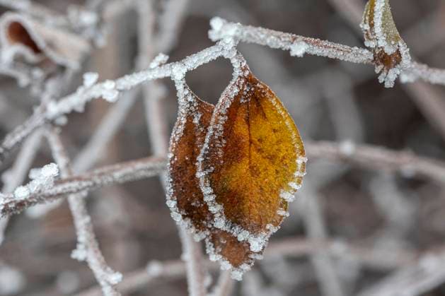 Creative Highlights World Blätter mit Raureif *** Leaves with hoarfrost 1065524571