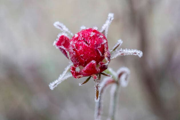 Rosebud with hoarfrost 1065524572