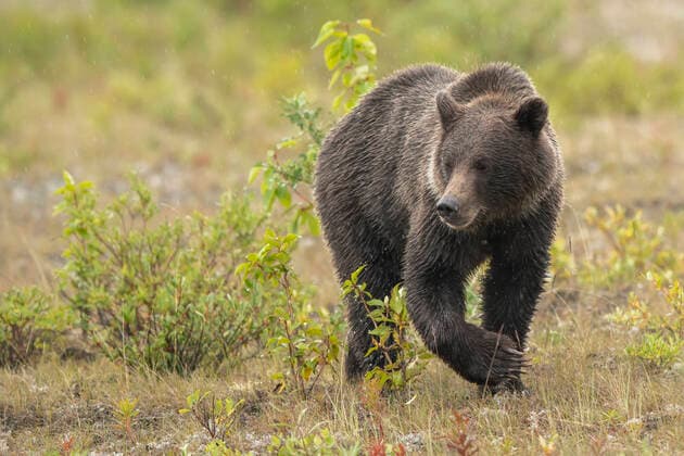 Close-up of a grizzly bear (Ursus arctos horribilis) walking through shrubs foraging for food, situated on the Traditional Territory of the Champagne and Aishihik First Nations; Haines Junction, Yukon, Canada  Copyright: RobertxJ.xPolett 33343544