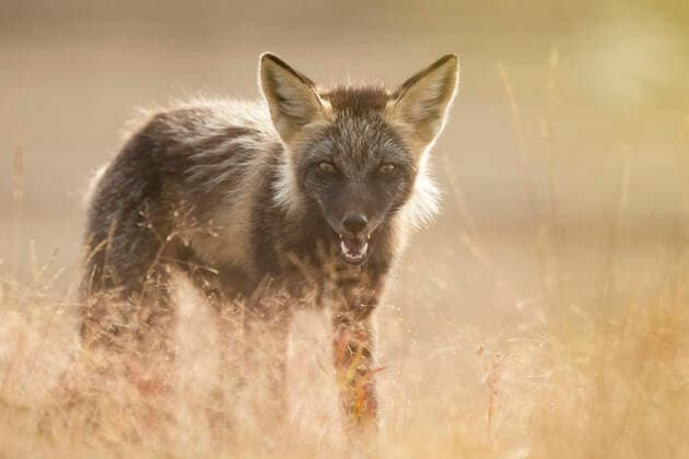 Close-up portrait of a red fox (Vulpes vulpes) with mouth open, looking at camera through the grass at sunset; Eagle Plains, Yukon, Canada  Copyright: RobertxJ.xPolett 33343551