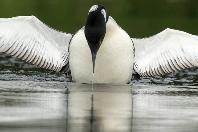 IMAGO Creative: Reflexionen - Natur A Common loon (Gavia immer) lands on a lake with outstretched wings, La Mauricie National Park; Quebec, Canada  Copyright: PhilippexHenry 33353473