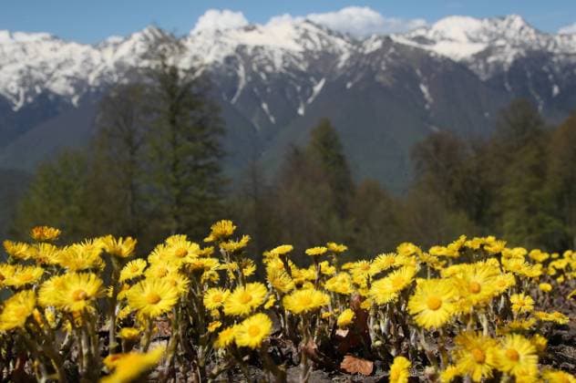 SOCHI, RUSSIA - MAY 6, 2021: Coltsfoot flowers at the Krasnaya Polyana ski resort. Dmitry Feoktistov TASS  TS0FF264