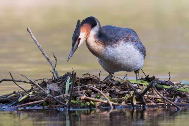 Great Crested Grebe Podiceps cristatus , on the nest, Emsland, Lower Saxony, Germany, Europe Copyright: imageBROKER/ErhardxNerger ibxenh06742381.jpg