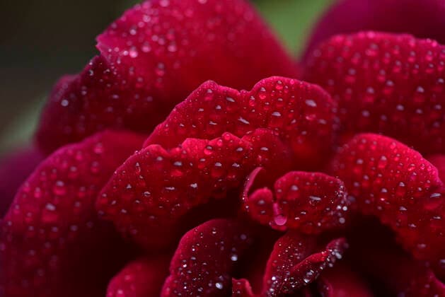 Flower Blossoms Welcoming Spring Season In Nepal Red Rose flower along with the water droplets blooms, welcoming spring season in Nepal on Sunday, May 09, 2021. Kathmandu NP Nepal maharjan-flowerbl210509_npScG  Copyright: xNarayanxMaharjanx