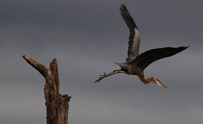 Creative Highlights World May 10, 2021, Washington, DC, USA: Wildlife at Huntley Meadows nature park in Alexandria VA on May 10, 2021. Washington USA - ZUMAg208 20210510_zap_g208_011 Copyright: xCarolxGuzyx