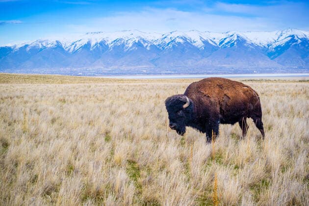 Creative Highlights World American Bison in the field of Antelope Island State Park, Utah Salt Lake City, UT, United States CR_FPNSIS210510B-743690-01