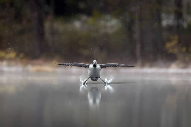 Creative Highlights World Permission to land! This graceful bird makes a picturesque landing on water in Finland. Photographer Erkko Badermann captured the scene this month (April ?21) early morning in the Nuuksio National Park. He shot the Red Throated Diver from a hide on the side of a swamp. Errko explains: The photo was taken early in the morning of April 23, 2021 in Nuuksio National Park, in the south of Finland. Hard snowing had just ended and there were still some snowflakes hovering in the air. I lay down in my hide on the edge of the swamp and waited for birds. Lucky for me the bird landed straight towards and I got this set of photos. Where: Finland When: 23 Apr 2021 Credit: Erkko Badermann Cover-Images.com **Editorial use only** Copyright: xx 41391884 EDITORIAL USE ONLY. NOT FOR USE BY NEWSPAPERS BASED IN THE UK.