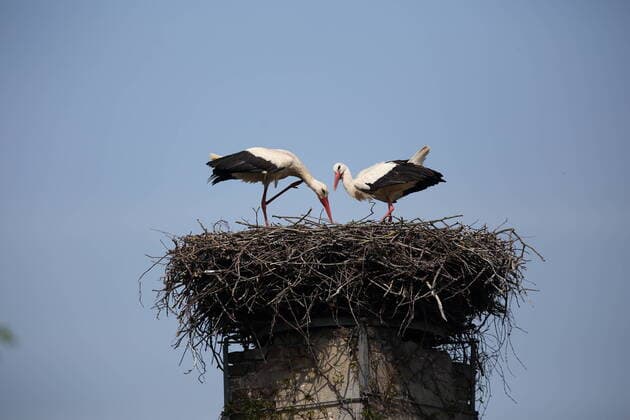 Two storks in a nest, Potsdam, Bornim district, 11 May 2021 Storks in Potsdam