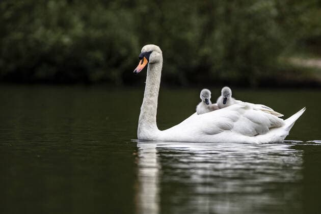 Creative Highlights World A mother swan carries her four cygnets on her back in this charming scene captured by wildlife photographer Paul Goldstein on Wimbledon Common, London, in May 2021. He explains: I have photographed swans many times but seldom seen this avian taxi service. I got excited with one being ferried across the (swan) lake but four was incredible. It is tough to bring up cygnets through to adulthood but there are many diligent and willing custodians who frequent the common so they should have every chance. Where: Wimbledon, London, United Kingdom When: 08 May 2021 Credit: Paul Goldstein Cover-Images.com **Editorial Use Only** Copyright: xPaulxGoldsteinx 41419244 EDITORIAL USE ONLY. NOT FOR USE BY NEWSPAPERS BASED IN THE UK.