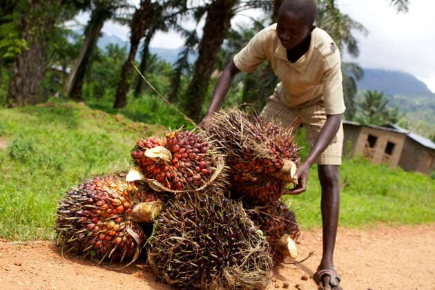 IMAGO Nature: Unsere Erde, Umweltverträgliche Herausforderungen, Palmöl Burundi: artisanal palm oil production Burundi: 2012 11 26. local palm oil producers in the south of Buja along Lake Tanganyika. The whole village takes part in the various operations: harvest, transformation... Palm kernels by the roadside *** Local Caption *** Tanganyka Africa; Eastern Africa; Burundi  Copyright: xGoujon Andia.frx 275462