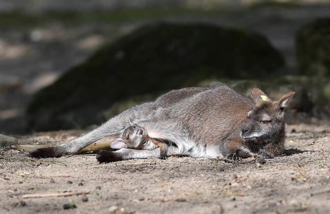 Bilder des Jahres 2021, Entertainment 05 Mai Entertainment Themen der Woche KW19 Entertainment Bilder des Tages The Zlin Zoo presented eleven young of red-necked wallabies which were born at the zoo this year. Ten has a typical dark brown color, one young is white. (CTKxPhoto DaliborxGluck) CTKPhotoP2021051204764  dg 006