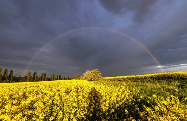 Regenbogen im Rapsfeld 12.05.2021, Oberursel (Hessen): Ein Regenbogen ist am Abend über einem blühenden Rapsfeld und blühenden Apfelbäumen zu sehen., Oberursel Deutschland *** Rainbow in a rape field 12 05 2021, Oberursel Hesse A rainbow is seen in the evening over a flowering rape field and blossoming apple trees , Oberursel Germany