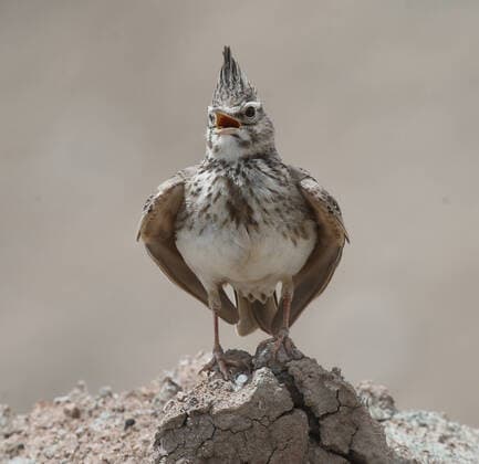 Creative Highlights World (210513) -- ANKARA, May 13, 2021 -- Photo taken on May 12, 2021 shows a crested lark bird resting at the Nallihan Bird Sanctuary in Ankara, Turkey. (Photo by Xinhua) TURKEY-ANKARA-NATURE-BIRDS MustafaxKaya 