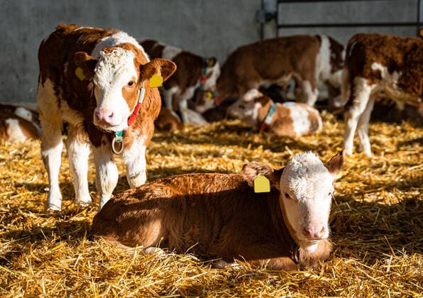 Rindermast, Aufzucht von Fleckviehkälbern im eingestreuten Jungviehstall für die spätere Mast. Rindfleischerzeugung - vor der eigentlichen Rindermast werden die Kälber in darauf spezialisierten Fresseraufzuchtbetrieben bis zu einem Alter von vier bis 5 Monaten aufgezogen, bis sie dann an die eigentlichen Rindermastbetriebe geliefert werden. Landwirtschaftliches Symbolfoto. Raum Minden-Lübbecke NRW Deutschland *** Cattle fattening, rearing of Simmental calves in the littered young cattle shed for later fattening Beef production Before the actual cattle fattening, the calves are reared in specialized feedlot rearing farms until they are four to five months old and then delivered to the actual cattle fattening farms Agricultural symbol p