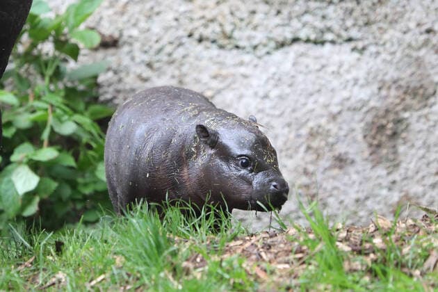Bilder des Jahres 2021, Entertainment 05 Mai Entertainment Themen der Woche KW20 Entertainment Bilder des Tages Scotland?s only pygmy hippo calf, born at the Royal Zoological Society of Scotland?s Edinburgh Zoo in April, has been named Amara in a tribute to the species? native home of West Africa. The calf?s name, which means grace, was chosen by players of People?s Postcode Lottery who support the wildlife conservation charity?s projects around the world and in the RZSS WildGenes laboratory. Based just behind the rhino house at Edinburgh Zoo, the RZSS WildGenes team contribute to work to protect animals across the globe, including publishing the first ever genomic study of pygmy hippos. Where: Edinburgh, United Kingdom When: 17 May 2021 Credit: RZSS Cover-Images.com **Editorial Use Only** Copyright: xx 41432863 EDITORIAL USE ONLY. NOT FOR USE BY NEWSPAPERS BASED IN THE UK.