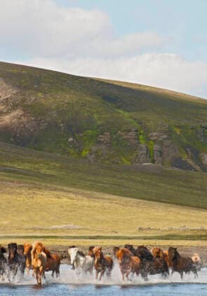 Creative Highlights World Icelandic horses crossing river on the Icelandic highlands Hvolsvöllur, Iceland CR_THHE210517A-748835-01