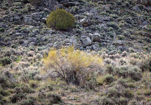 Creative Highlights World May 18, 2021: Sunlit sage brush abounds in the high desert landscape near Gunnison, Colorado. Gunnison USA - ZUMAcls_ 1002737445st Copyright: xLarryxClousex