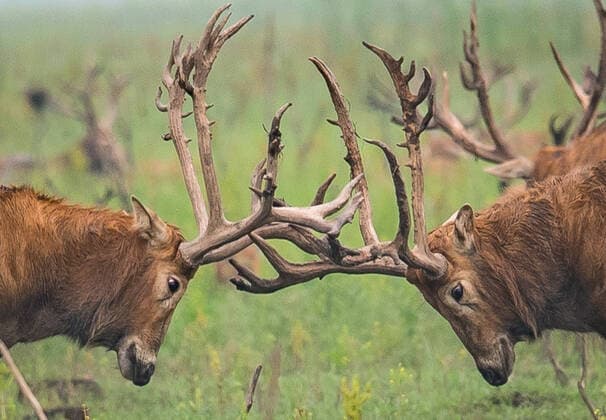 Creative Highlights World (210519) -- SHISHOU, May 19, 2021 -- Milu deer, also known as Pere David s deer, wander at a national nature reserve in Shishou, central China s Hubei Province, May 17, 2021. The nature reserve introduced 94 milu deer in 1993, 1994 and 2002 from the Beijing Nanhaizi Milu Park and the population has grown to 2,000-strong today. Being released into the wild, milu deer have established a wild self-sustaining population in the nature reserve. ) CHINA-HUBEI-MILU DEER-NATURE RESERVE (CN) XiaoxYijiu 