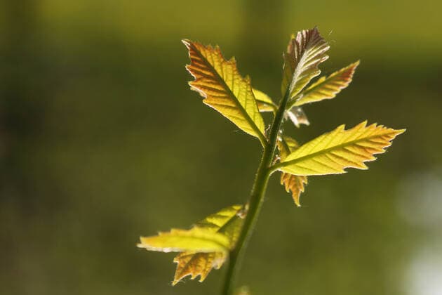 Creative Highlights World Spring Season In Canada New leaves on a tree during the Spring season in Toronto, Ontario, Canada. Toronto Ontario Canada friedman-springse210516_npwAG  Copyright: xCreativexTouchxImagingxLtdx
