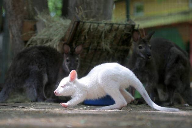 Bilder des Jahres 2021, Entertainment 05 Mai Entertainment Themen der Woche KW20 Entertainment Bilder des Tages KAZAN, RUSSIA - MAY 20, 2021: Albino baby kangaroo named Alisa in an enclosure at the Regina zoo at the Petrovsky residential complex in Kazan, the capital city of Russia s Tatarstan Republic. The baby was born to a Bennett s tree-kangaroo couple. Yegor Aleyev TASS  TS100A63