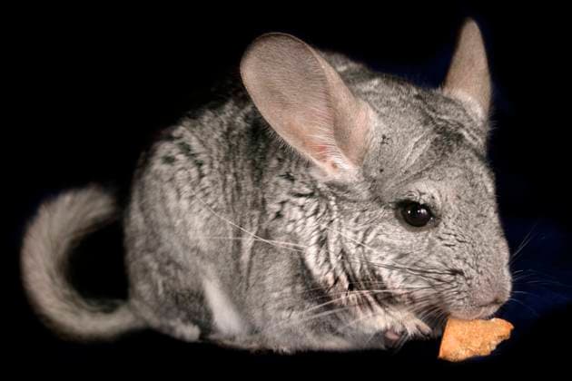 Chinchilla (Chinchilla spec.), Seitenansicht vor schwarzem Hintergrund chinchilla (Chinchilla spec.), side view in front of black background BLWS644521 *** Chinchilla Chinchilla spec , side view in front of black background chinchilla Chinchilla spec , side view in front of black background BLWS644521 Copyright: xblickwinkel McPHOTO A.xSchauhuberx