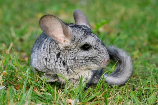 Chinchilla (Chinchilla spec.), auf einer Wiese chinchilla (Chinchilla spec.), in a meadow BLWS644529 *** Chinchilla Chinchilla spec , in a meadow chinchilla Chinchilla spec , in a meadow BLWS644529 Copyright: xblickwinkel McPHOTO A.xSchauhuberx