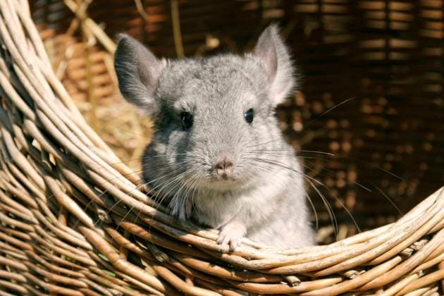 Chinchilla (Chinchilla spec.), sitzt in einem Korb chinchilla (Chinchilla spec.), sitting in a basket BLWS644533 *** Chinchilla Chinchilla spec , sitting in a basket chinchilla Chinchilla spec , sitting in a basket BLWS644533 Copyright: xblickwinkel McPHOTO A.xSchauhuberx