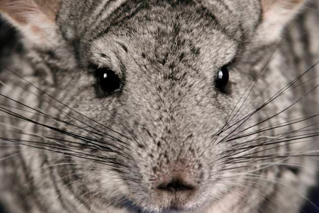 Chinchilla (Chinchilla spec.), Portraet chinchilla (Chinchilla spec.), portrait BLWS644523 *** Chinchilla Chinchilla spec , Portraet chinchilla Chinchilla spec , portrait BLWS644523 Copyright: xblickwinkel McPHOTO A.xSchauhuberx