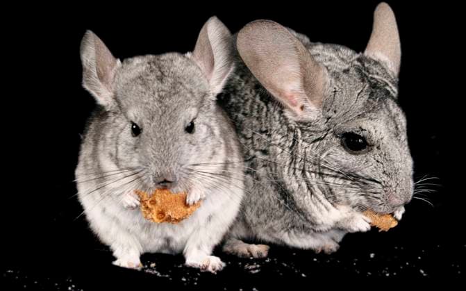 Chinchilla (Chinchilla spec.), Vorderansicht beim Fressen, schwarzer Hintergrund, Composing chinchilla (Chinchilla spec.), front view feeding, black background, composing BLWS644526 *** Chinchilla Chinchilla spec , front view feeding, black background, composing chinchilla Chinchilla spec , front view feeding, black background, composing BLWS644526 Copyright: xblickwinkel McPHOTO A.xSchauhuberx