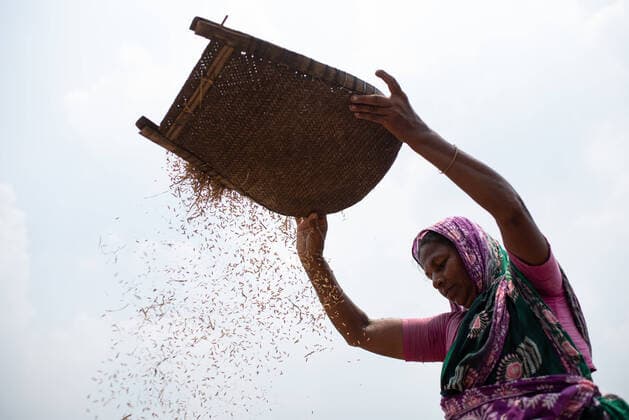 Coronavirus in Kanada, Premierminister von Nova Scotia Iain Rankin bekommt Pfizer-BioNTech Impfung News Bilder des Tages May 23, 2021, Dhaka, Dhaka, Bangladesh: A woman is seen processing paddy rice that she harvested in his field in Savar, Bangladesh, on the outskirts of Dhaka. Dhaka Bangladesh - ZUMAj162 20210523_zip_j162_001 Copyright: xFatima-TujxJohorax