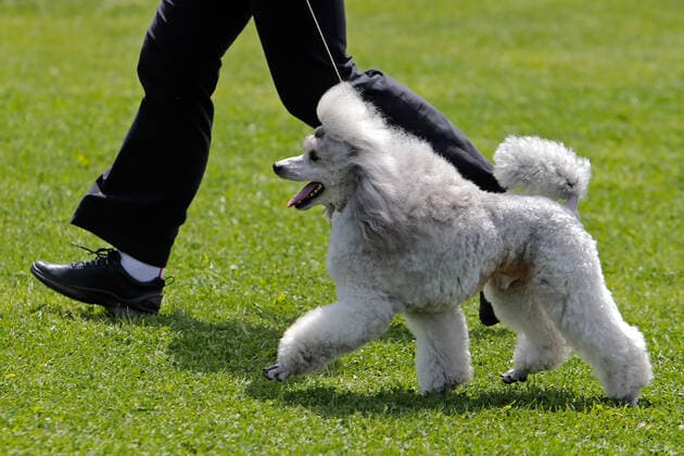 Entertainment Bilder des Tages (210524) -- BUCHAREST, May 24, 2021 -- A Caniche Toy dog competes at a dog show during the COVID-19 pandemic near Bucharest, Romania, May 23, 2021. (Photo by Xinhua) ROMANIA-BUCHAREST-DOG SHOW CristianxCristel 