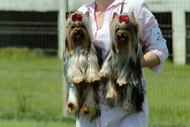 Entertainment Bilder des Tages (210524) -- BUCHAREST, May 24, 2021 -- A breeder holds her two Yorkshire terrier dogs after competing at a dog show during the COVID-19 pandemic near Bucharest, Romania, May 23, 2021. (Photo by Xinhua) ROMANIA-BUCHAREST-DOG SHOW CristianxCristel 