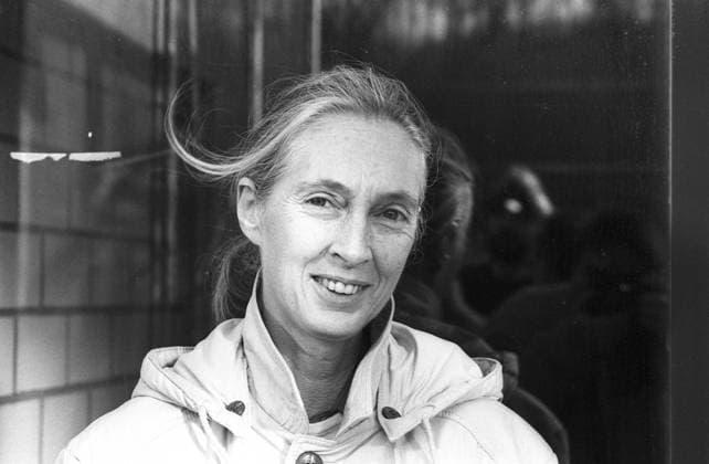 Jane Goodall (Wissenschaftlerin) 08 87 hör Jane Goodall im August 1987 Großbritannien britische Britin Frau Wissenschaft Verhaltensforscherin Verhaltensforschung Wissenschaft Autorin Primaten Affen Aktivistin british female scientist quer Portrait lächelnd sw *** Jane Goodall scientist 08 87 hearing Jane Goodall in August 1987 Great Britain british female scientist science behaviorist behavior research science author primates monkeys activist british female scientist cross portrait smiling bw