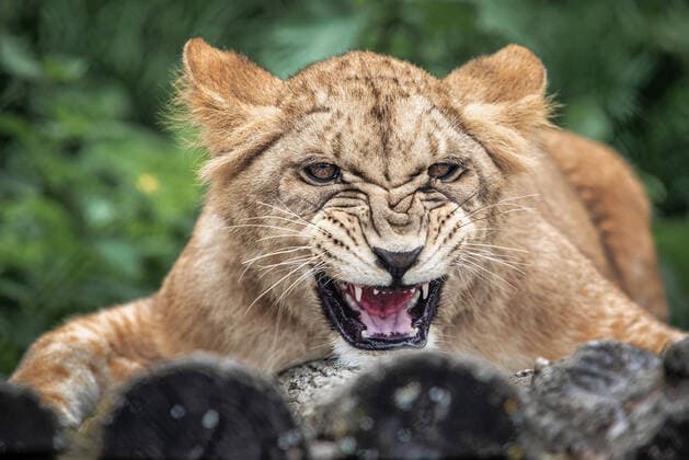Entertainment Bilder des Tages Löwen und ein Nandu bei ihrer Ankunft im Zoo Osijek, Kroatien Osijek ZOO, Croatia Two lion females, born on August 24, 2020, arrived from ZOO in Nyiregyhaza in Hungary to ZOO in Osijek, Croatia, on May 24, 2021. DavorxJavorovic PIXSELL