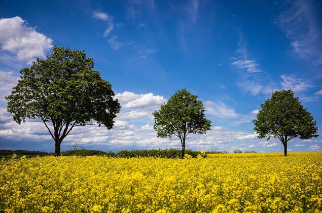 24 05 2021, xovx, rape blossom in Hesse, Grünberg, district of Gießen rape blossom on the fields of central Hesse near Grünberg Oberhessen Grünberg, district of Gießen Queckbörner Höhe Hesse Germany EN