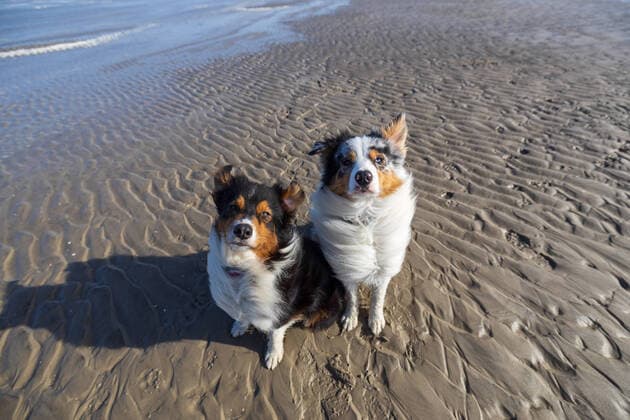 12 03 2021, Germany, Sankt Peter Ording, Australian Shepherd couple looking into the camera