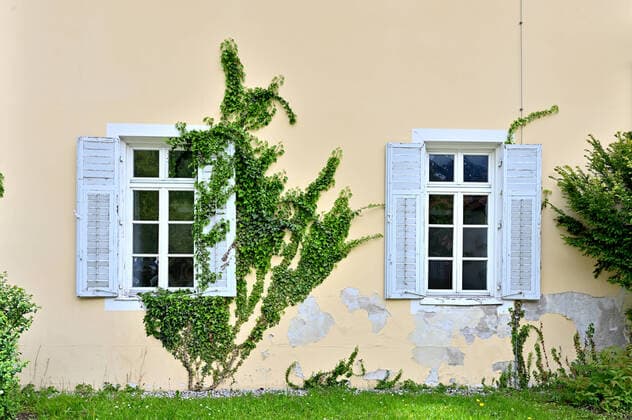 Beautiful for the eyes bad for the wall ivy runs up the wall of the house and can cause considerable damage with its shoots Bad Reichenhall Bavaria Germany Copyright: xRolfxPossx