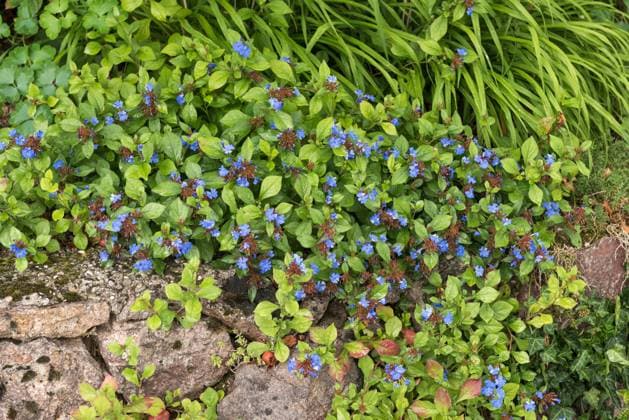 Bleiwurz (Ceratostigma plumbaginoides) McPHRM *** Plumbago Ceratostigma plumbaginoides McPHRM McPHRM