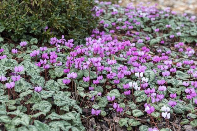 Frühlings-Alpenveilchen (Cyclamen coum) McPHRM *** Spring Cyclamen coum McPHRM McPHRM