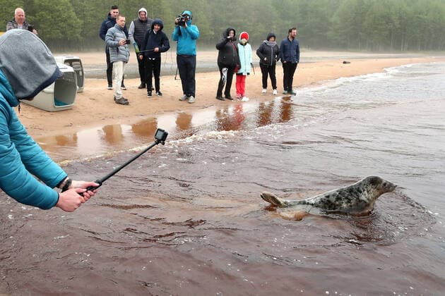 ST PETERSBURG, RUSSIA- MAY 28, 2021: Specialists of the Marine Mammals Research and Conservation Center and employees of the Vodokanal St Petersburg water and sanitation service release two harbor seals into the Gulf of Finland after rehabilitation. Alexander Demianchuk TASS  TS101B08