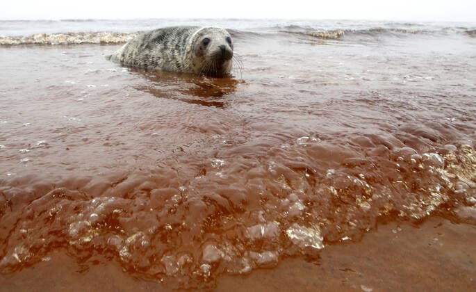 ST PETERSBURG, RUSSIA- MAY 28, 2021: A harbor seal that has undergone a rehabilitation at the Marine Mammals Research and Conservation Center, is pictured in the Gulf of Finland. Alexander Demianchuk TASS  TS101B2D
