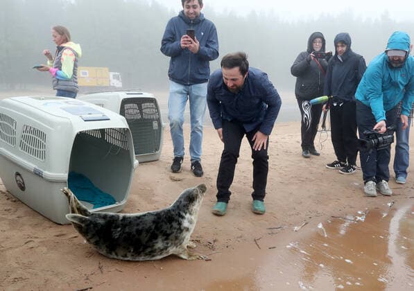 ST PETERSBURG, RUSSIA- MAY 28, 2021: Specialists of the Marine Mammals Research and Conservation Center and employees of the Vodokanal St Petersburg water and sanitation service release two harbor seals into the Gulf of Finland after rehabilitation. Alexander Demianchuk TASS  TS101B66