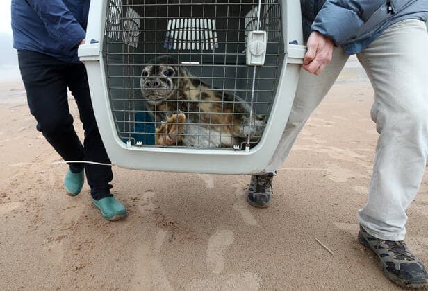 ST PETERSBURG, RUSSIA- MAY 28, 2021: Specialists of the Marine Mammals Research and Conservation Center and employees of the Vodokanal St Petersburg water and sanitation service release two harbor seals into the Gulf of Finland after rehabilitation. Alexander Demianchuk TASS  TS101B6E