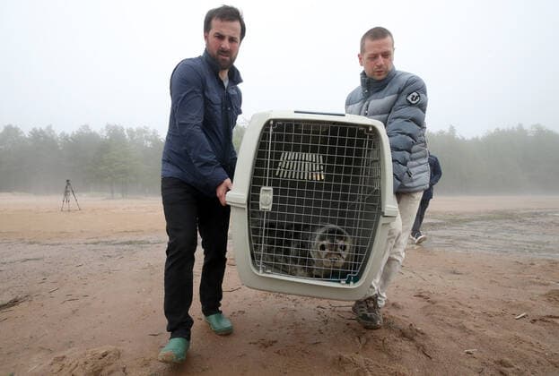 ST PETERSBURG, RUSSIA- MAY 28, 2021: Specialists of the Marine Mammals Research and Conservation Center and employees of the Vodokanal St Petersburg water and sanitation service release two harbor seals into the Gulf of Finland after rehabilitation. Alexander Demianchuk TASS  TS101B6F