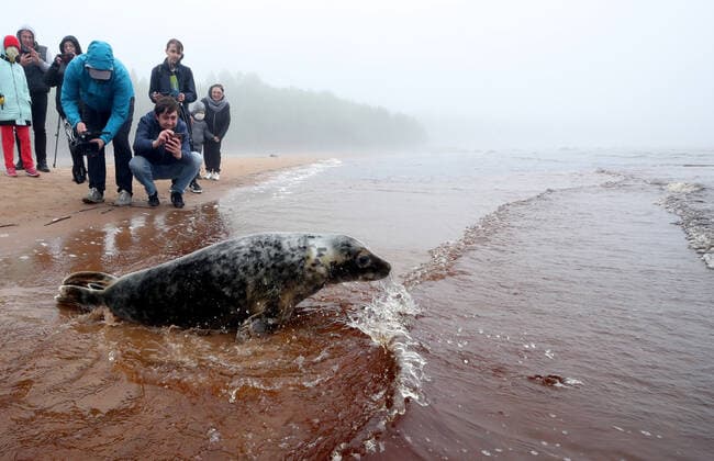 ST PETERSBURG, RUSSIA- MAY 28, 2021: Specialists of the Marine Mammals Research and Conservation Center and employees of the Vodokanal St Petersburg water and sanitation service release two harbor seals into the Gulf of Finland after rehabilitation. Alexander Demianchuk TASS  TS101B71