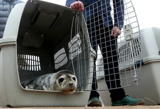 ST PETERSBURG, RUSSIA- MAY 28, 2021: Specialists of the Marine Mammals Research and Conservation Center and employees of the Vodokanal St Petersburg water and sanitation service release two harbor seals into the Gulf of Finland after rehabilitation. Alexander Demianchuk TASS  TS101B72