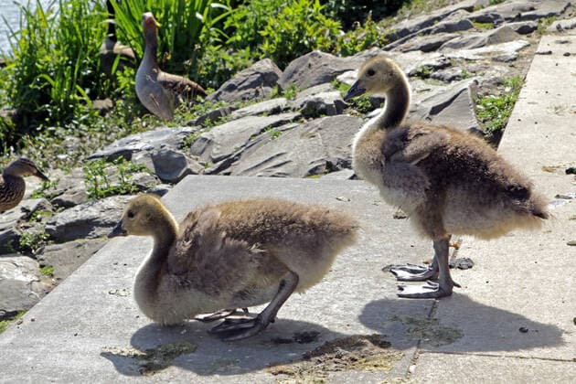 Canada geese in the landscape Canada geese with their offspring in the landscape next to the Ruhr Essen North Rhine Westphalia Germany Ruhr Valley